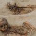 140 Children Sacrificed To Please The Gods - A Dark Discovery In Peru