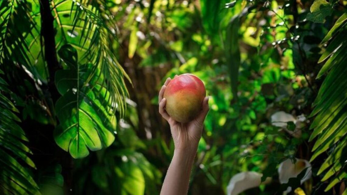 Dole’s Mango Program Strengthens For 2025 With Reliable Supply Chain