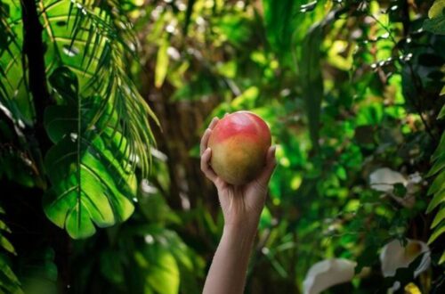 Dole’s Mango Program Strengthens For 2025 With Reliable Supply Chain