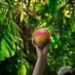 Dole’s Mango Program Strengthens For 2025 With Reliable Supply Chain