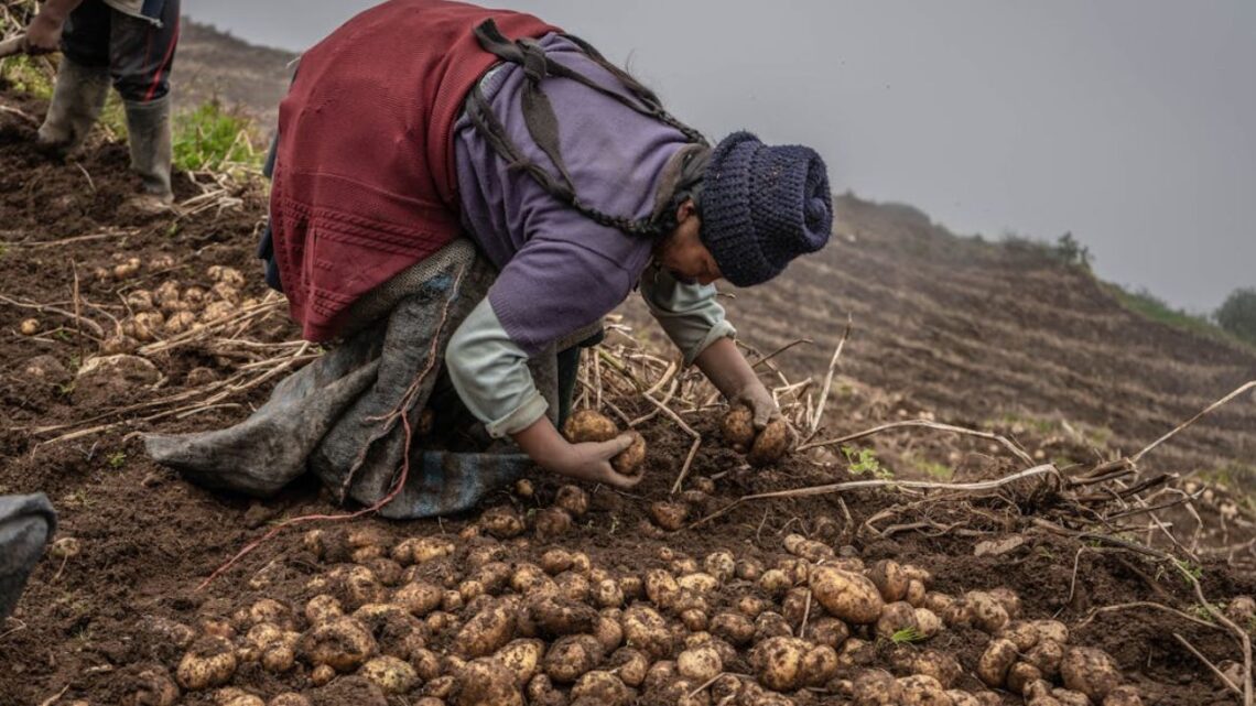 From Ashes To Harvest- Mulching Brings New Life To Peru’s Potato Fields