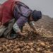 From Ashes To Harvest- Mulching Brings New Life To Peru’s Potato Fields
