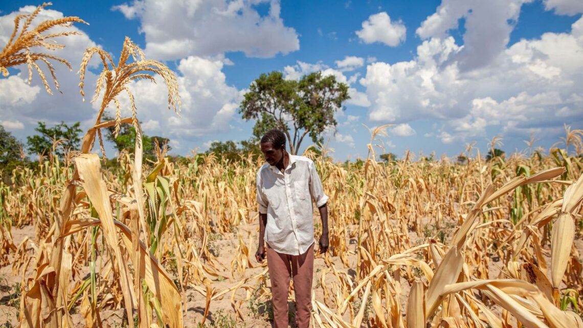 GIEWS Country Brief – Peru, 13 October 2025- Bold Forecasts, Cereal Trade Shifts & Food Security Realities