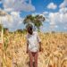 GIEWS Country Brief – Peru, 13 October 2025- Bold Forecasts, Cereal Trade Shifts & Food Security Realities