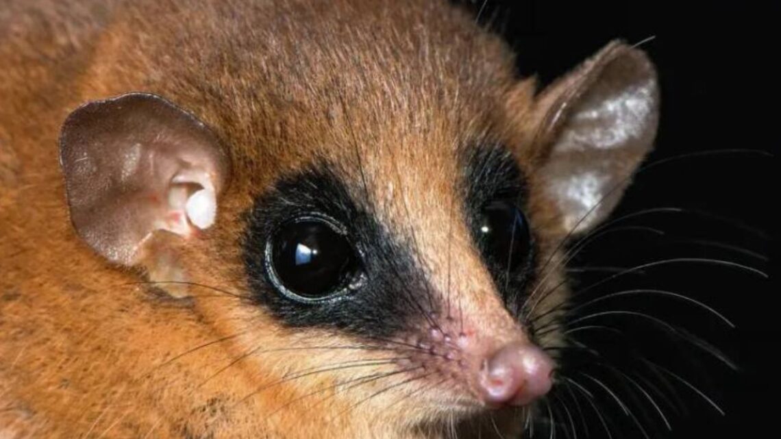 New Marsupial Discovered In Peruvian Andes - A Rare Find Of Nature