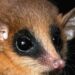 New Marsupial Discovered In Peruvian Andes - A Rare Find Of Nature