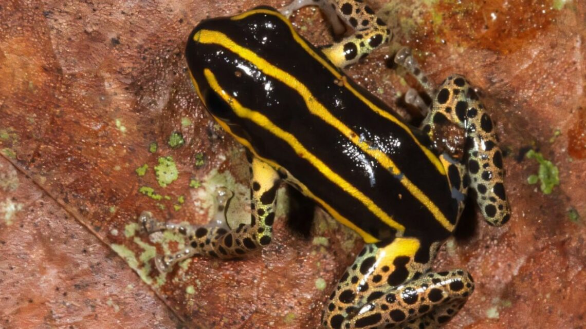 New Poison Dart Frog Found In Peru’s Amazon Rainforest