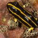 New Poison Dart Frog Found In Peru’s Amazon Rainforest
