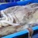 Peru Ends Jumbo Flying Squid Crisis With New Rules And Fishermen’s Deal