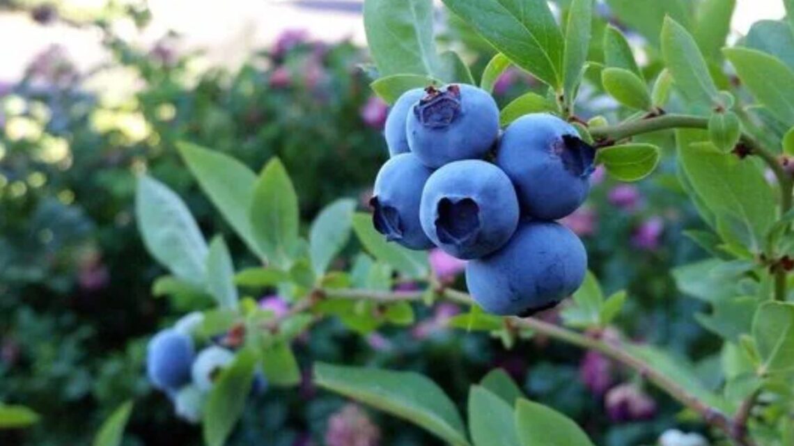 Peru Faces Blueberry Glut as Prices Drop and Exports Slow