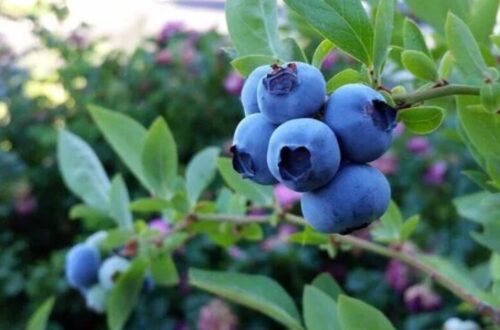 Peru Faces Blueberry Glut as Prices Drop and Exports Slow