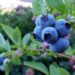 Peru Faces Blueberry Glut as Prices Drop and Exports Slow