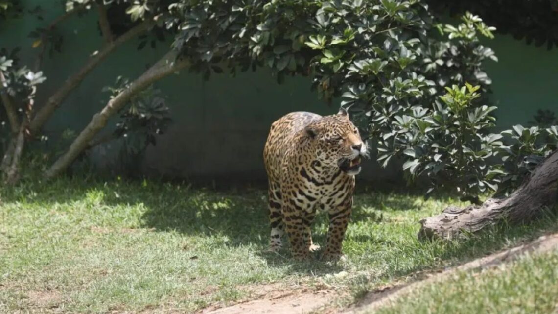 Peru To Close All Zoos By 2035 — Inspired By Argentina’s Progressive Wildlife Model