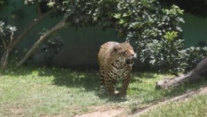 Peru To Close All Zoos By 2035 — Inspired By Argentina’s Progressive Wildlife Model