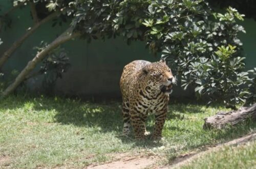 Peru To Close All Zoos By 2035 — Inspired By Argentina’s Progressive Wildlife Model