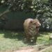 Peru To Close All Zoos By 2035 — Inspired By Argentina’s Progressive Wildlife Model