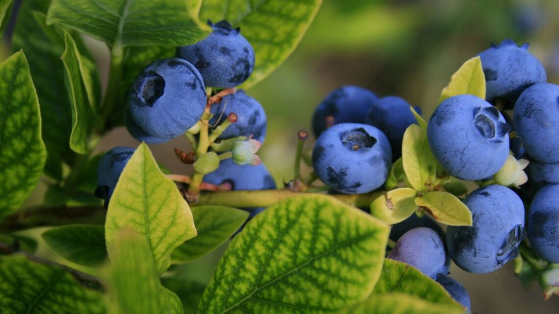 Peru’s Blueberry Exports Jump 92.9% — What It Means For 2026