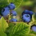 Peru’s Blueberry Exports Jump 92.9% — What It Means For 2026