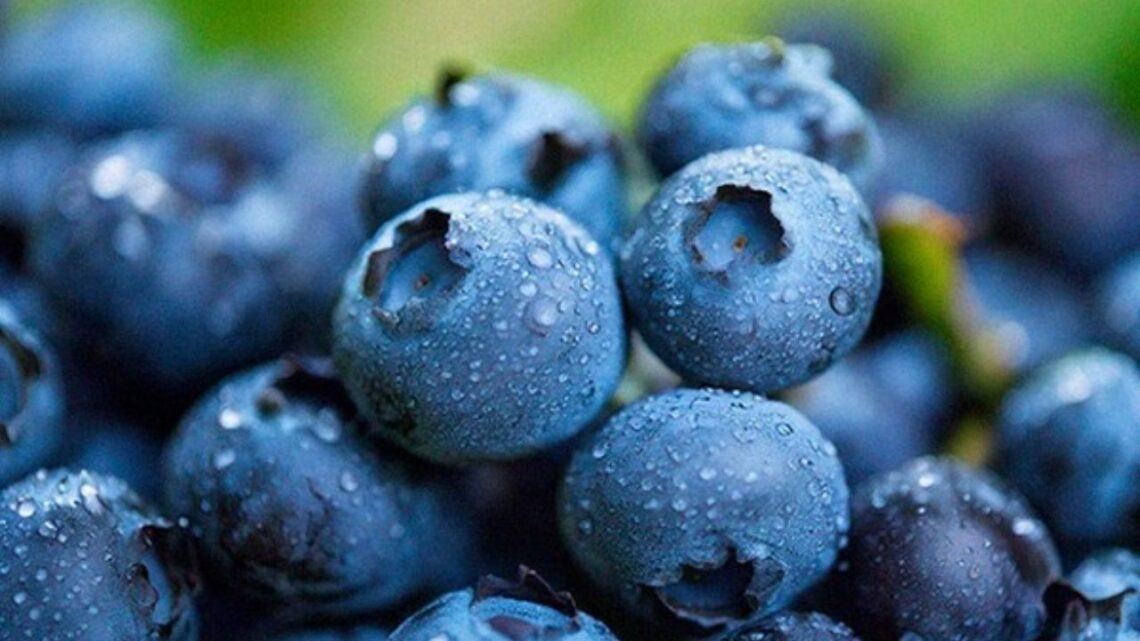 Peru’s Blueberry Exports Soar 92.9% To 135,000 Tons — A New Export Powerhouse Emerges