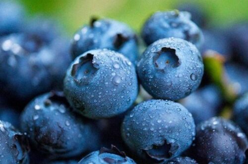 Peru’s Blueberry Exports Soar 92.9% To 135,000 Tons — A New Export Powerhouse Emerges
