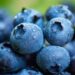 Peru’s Blueberry Exports Soar 92.9% To 135,000 Tons — A New Export Powerhouse Emerges