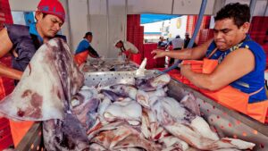 Peru’s Fishermen Rise Up - Paita Province Paralyzed By Pota Quota Protests