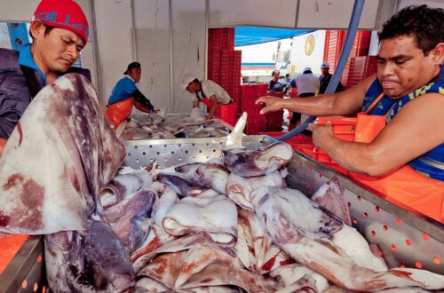 Peru’s Fishermen Rise Up - Paita Province Paralyzed By Pota Quota Protests