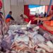 Peru’s Fishermen Rise Up - Paita Province Paralyzed By Pota Quota Protests