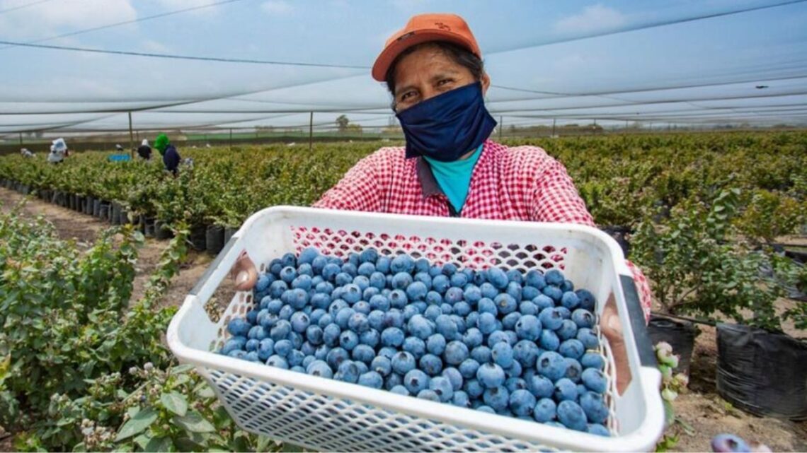 Peru’s New Agrarian Promotion Law Aims To Double Exports And Empower Small Growers