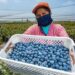 Peru’s New Agrarian Promotion Law Aims To Double Exports And Empower Small Growers