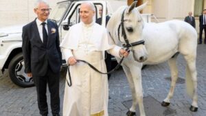 Polish Donor Gifts Pope Leo A Stunning Purebred White Arabian Horse