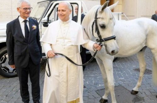 Polish Donor Gifts Pope Leo A Stunning Purebred White Arabian Horse