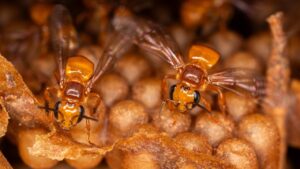 Protecting Stingless Bees Of The Peruvian Amazon