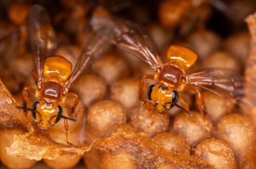 Protecting Stingless Bees Of The Peruvian Amazon