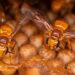 Protecting Stingless Bees Of The Peruvian Amazon