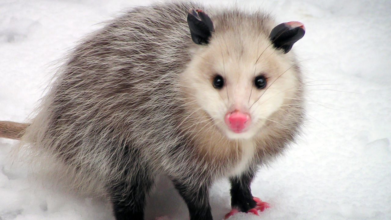 Scientists Discover New Marsupial Species In Peru